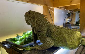 iguana verde.