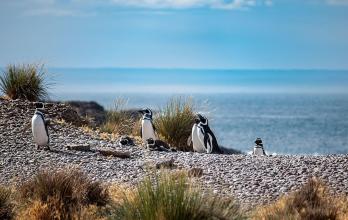 pingüinos en Chubut (Argentina).