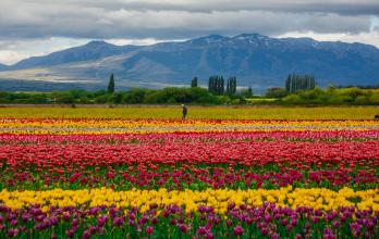 campo de tulipanes en Chubut
