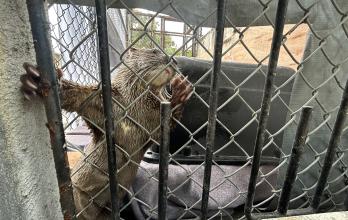 tráfico animales silvestres proyecto Sacha fauna Guayaquil agosto 2025 CV