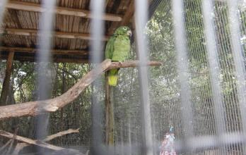 animales silvestres tráfico fauna agosto 2025 CV