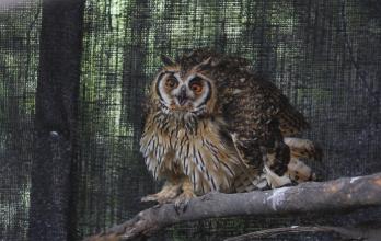 búho animales silvestres fauna proyecto Sacha Guayaquil agosto 2025 CV