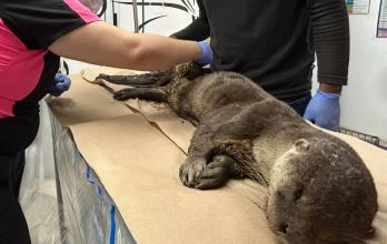 Nutria atendida en el centro de rescate de Proyecto Sacha