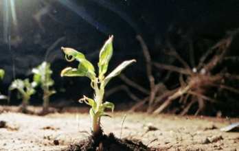 Agricultura: sembrar con la Luna