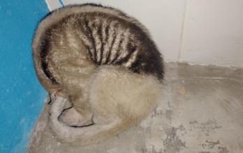 Así fue encontrado el oso hormiguero en el interior de una vivienda en la comuna Buenos Aires de Santa Elena