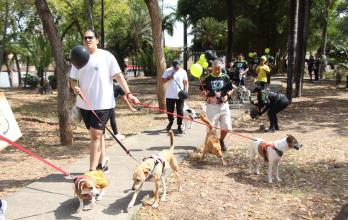 PERROS EN SAN FELIPE