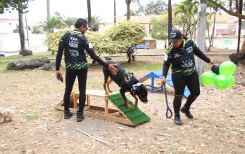 PERROS EN SAN FELIPE