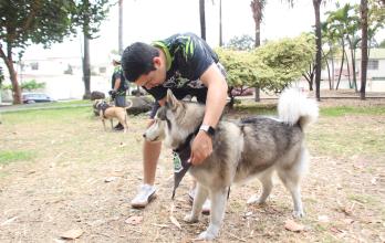 PERROS EN SAN FELIPE