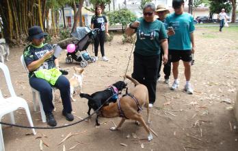PERROS EN SAN FELIPE