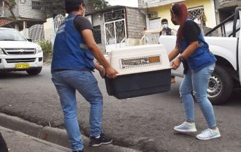 perros criaderos