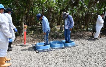 Bananeros usan pediluvios ante la amenaza del fusarium