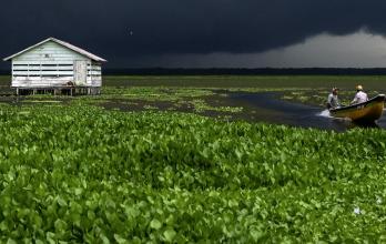 Mundo, Cambio climático, Colombia, Planta invasora amenaza
