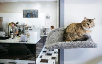 CAFES DE GATOS_06