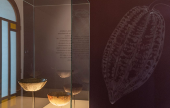 Hay evidencia arqueológica que respalda el origen ancestral del cacao en Ecuador.