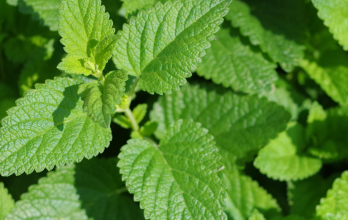 Menta