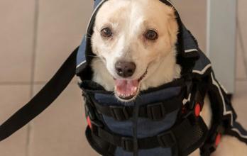 Chaleco para perros