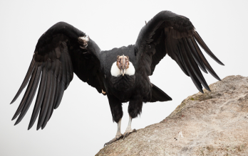 Cóndor Andino