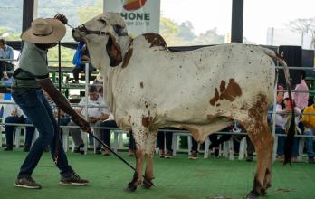 Expo Cebú Chone 2