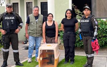 Final feliz hormiguero