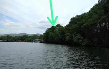 Manglar Puerto Hondo