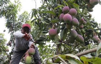 Cosecha de mangos para exportación