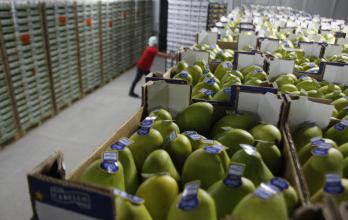 Cajas de mangos listas para la fase de revisión final previa a la exportación