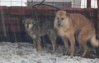 Los animales del refugio Fundación Lucky necesitan cobijas, comida y un espacio seguro después del colapso.