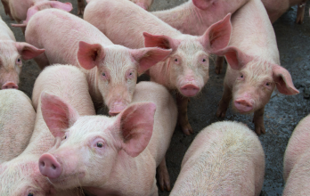 Controles estrictos a viajeros y carga internacional buscan mantener a Ecuador libre de Peste Porcina Africana.