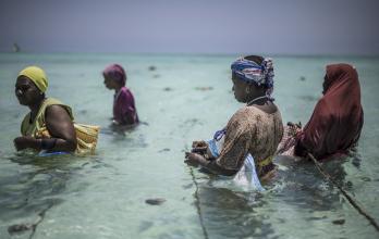 Cooperativa de Productores de Esponjas de Zanzíbar,