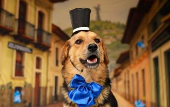 perritos en adopción en Quito