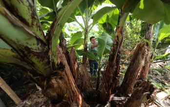 Siembra banano en Ecuador
