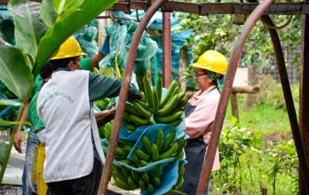 Evaluación de banano de exportación