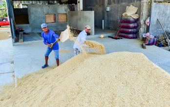 Procesamiento de arroz en una piladora en Guayas