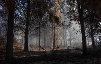 Mundo, Argentina, Patagonia, Incendio forestal