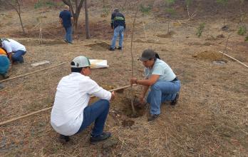 Siembra de árboles en redondel de Guayaquil