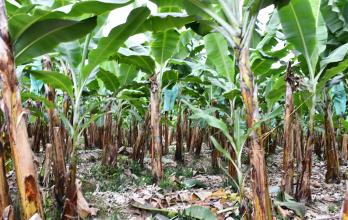 PLANTAS TRATADAS CON MICROORGANISMO EN LA PARROQUIA IBERIA