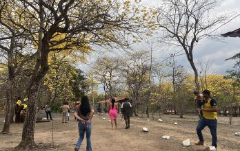 Florecimiento de Guayacanes 2026