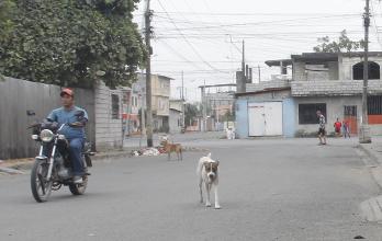 ANIMALES EN CONDICION de calle