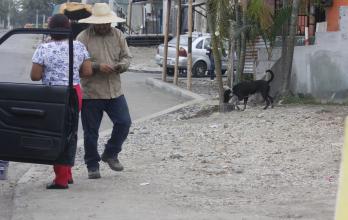 ANIMALES EN CONDICION de calle