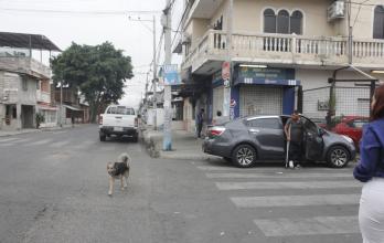 ANIMALES EN CONDICION de calle