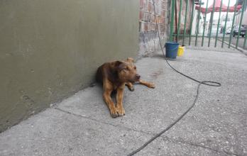 ANIMALES EN CONDICION de calle
