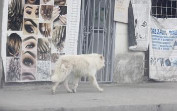 ANIMALES EN CONDICION (15737569)