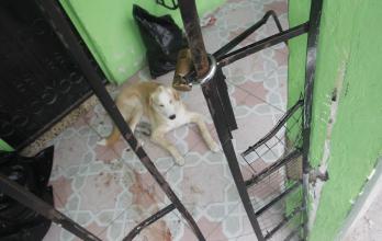 ANIMALES EN CONDICIONES