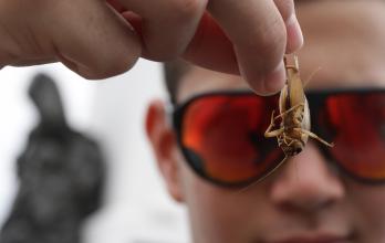 Los grillos en Guayaquil.