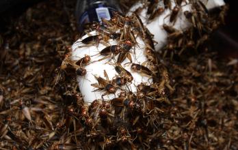 Los grillos son la base alimenticia de cuervos, lagartijas, ranas, monos y zarigüeyas.