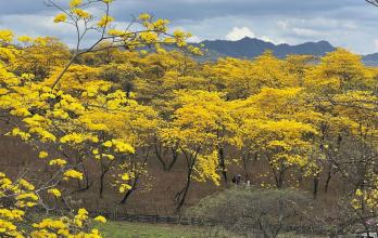 Zapotillo florecimiento de guayacanes