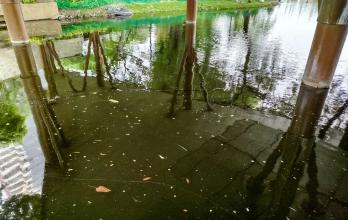 Peces muertos en el Malecón 2000