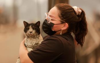 Incendios forestales en Chile