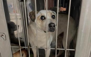 ataque a refugio de animales