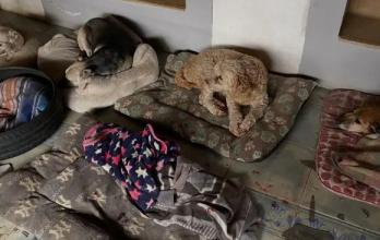 ataque a refugio de perros